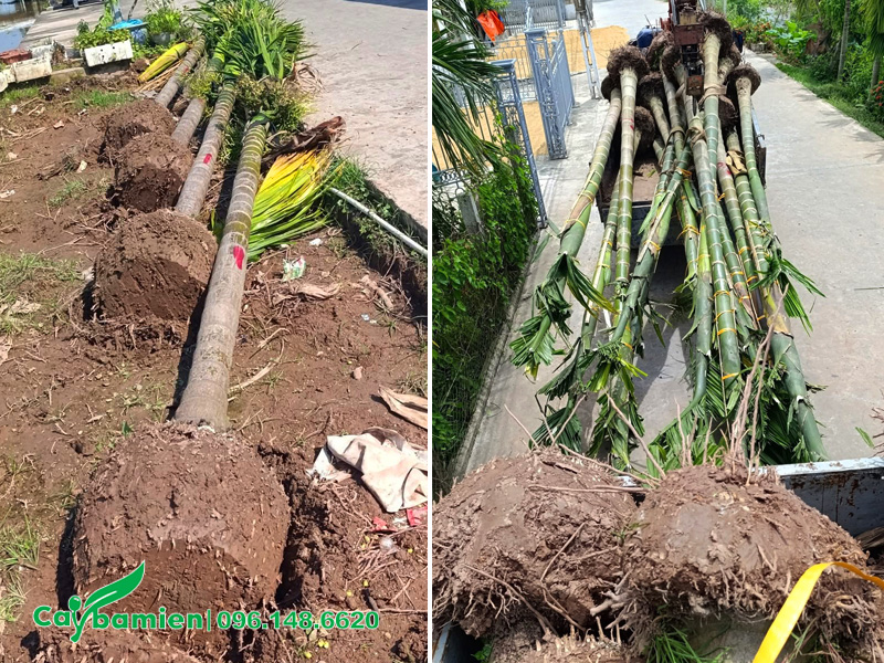Bứng nóng cây cau ta trưởng thành, lóng thân cao hơn 3m
