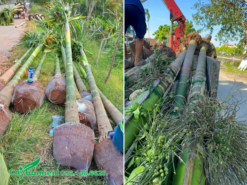 Bứng và xếp cây cau ta công trình lên xe