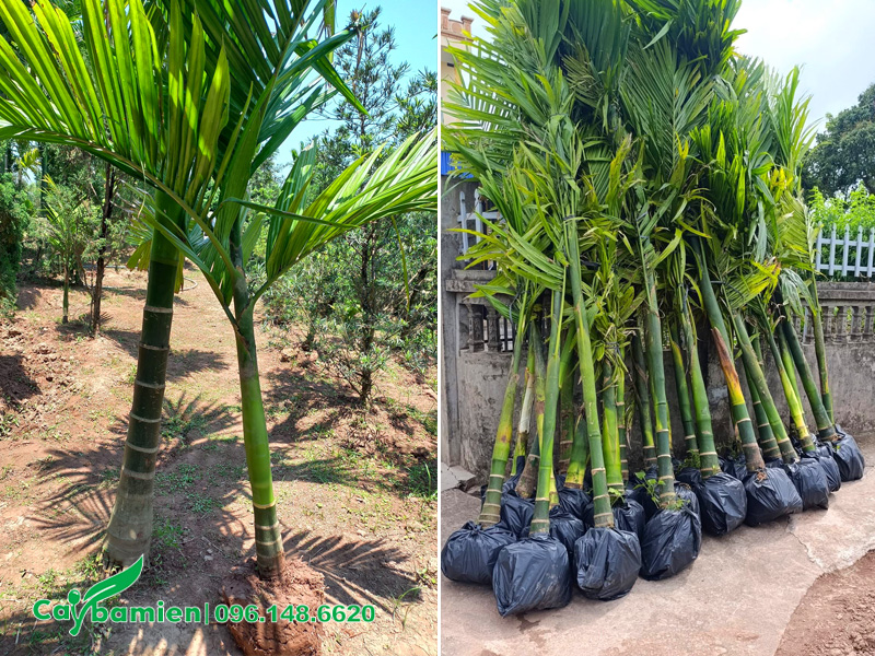 Thi công trồng cau ta con, cây mới lộ thân 30 - 50cm