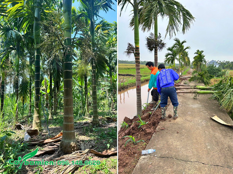 Hàng Cau Ta Công trình đánh thẳng, cao vút lá 5 - 6m