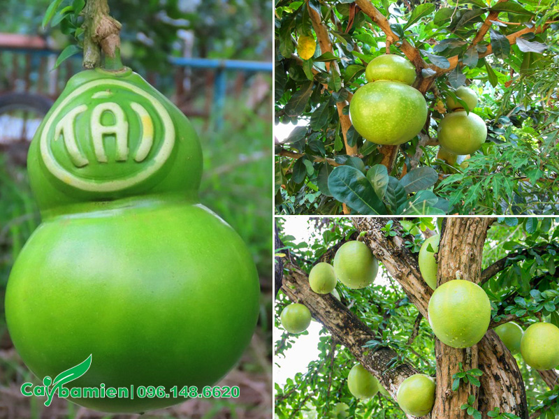 Quả đào tiên hình hồ lô độc đáo