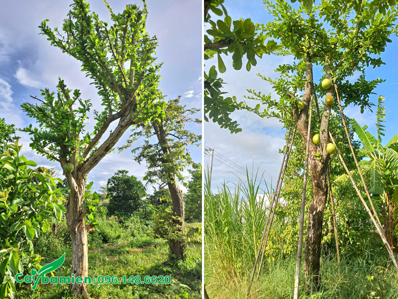 Những cây đào tiên đường kính gốc 15 - 20cm