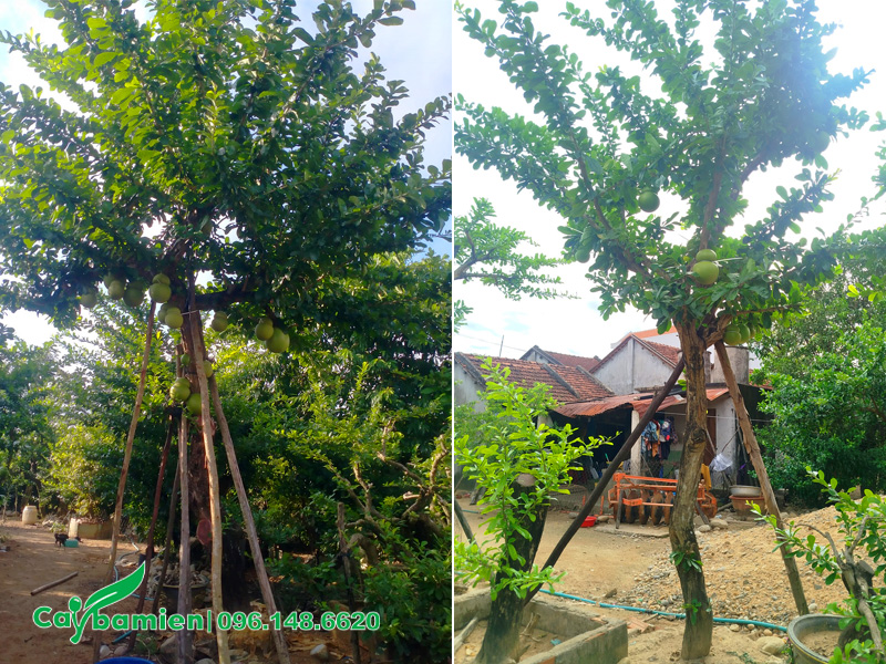 Vườn dưỡng số lượng lớn cây đào tiên công trình cao 4 - 5m