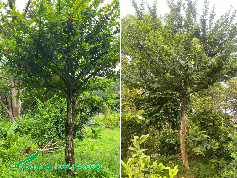 Chọn mua cây Đào Tiên trưởng thành có tán lá đẹp, tỏa đều