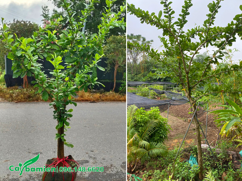 Cây Đào Tiên giống chiều cao 1 - 2m