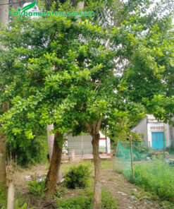 Cây lâu năm, đường kính tán khoảng 4 - 5m