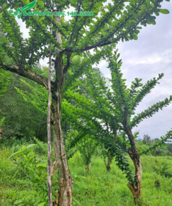 Cây lâu năm, thoát thân cao khoảng 2.5m