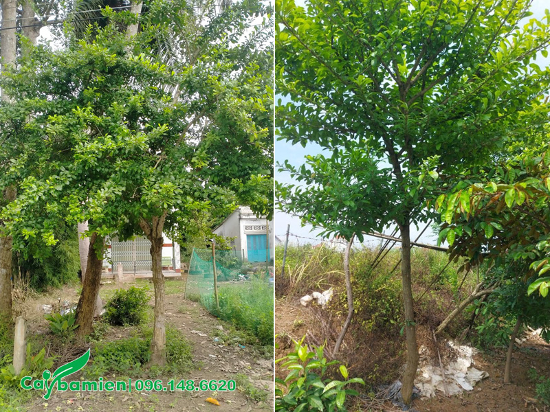 Cây Đào Tiên đánh thẳng chưa tỉa tay cành