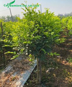 Vườn nuôi trồng cây Nguyệt Quế cao 80cm