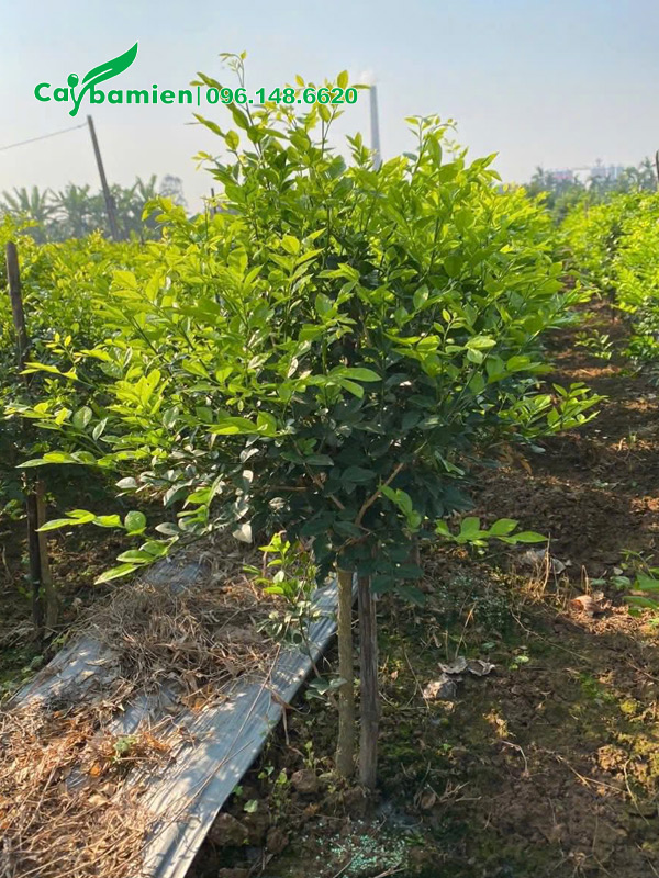 Vườn nuôi trồng cây Nguyệt Quế cao 80cm