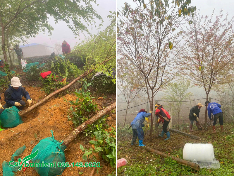 Mai Anh Đào công trình đường kính gốc 15cm