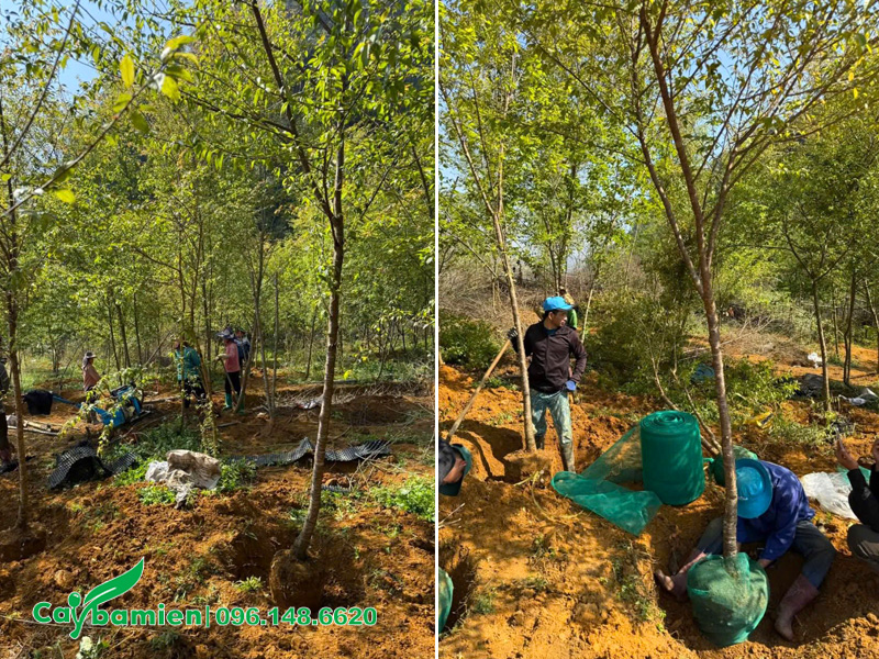 Công nhân nhà vườn tiến hành bứng bầu cây mai anh đào công trình cao 5 - 6m