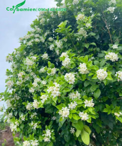 Hoa Nguyệt Quế nở rộ, chùm rất nhiều bông