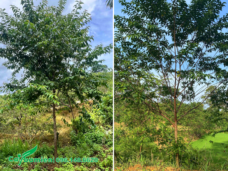 Mua cây hoa mai anh đào ở Đà Lạt, Lâm Đồng
