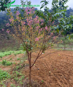 Cây nhỏ đường kính gốc 4cm đã ra hoa đẹp