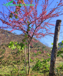 Cây hoa mai anh đào đẹp