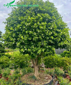 Cây Nguyệt Quế cổ thụ đã dưỡng ủ nhiều năm, đường kính tán 1.5m