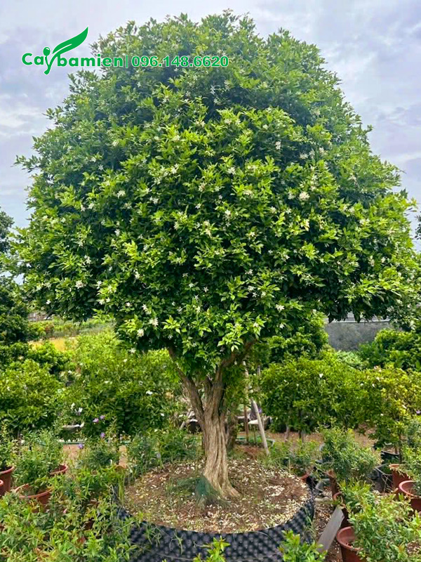 Cây Nguyệt Quế cổ thụ đã dưỡng ủ nhiều năm, đường kính tán 1.5m