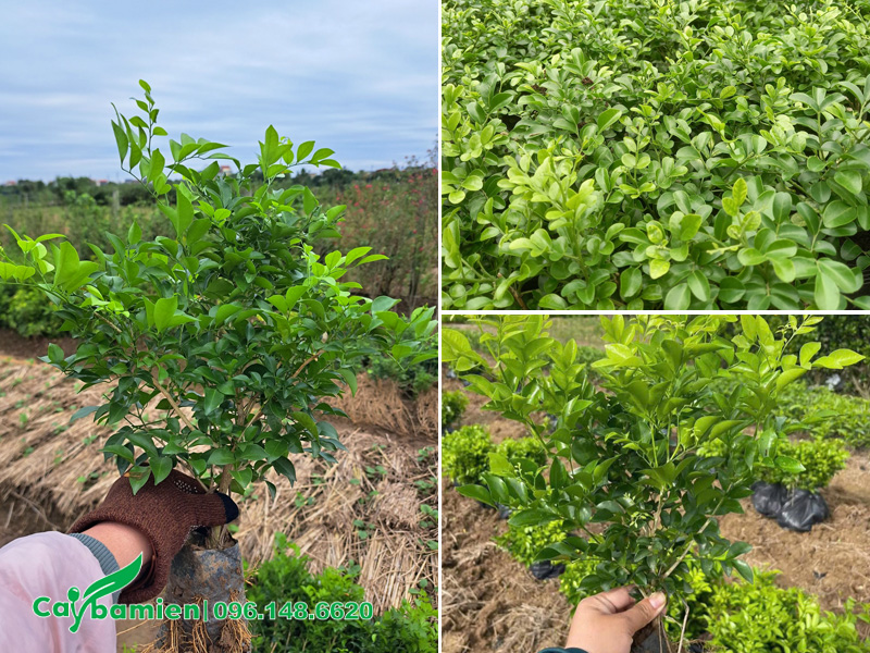 Vườn cây Nguyệt Quế giống chiều cao khoảng 30cm