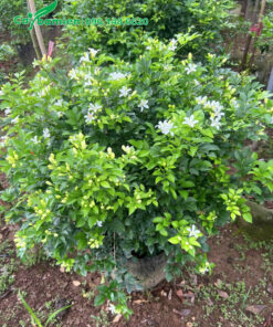 Cây cao 80cm hoa nở nhiều và đẹp