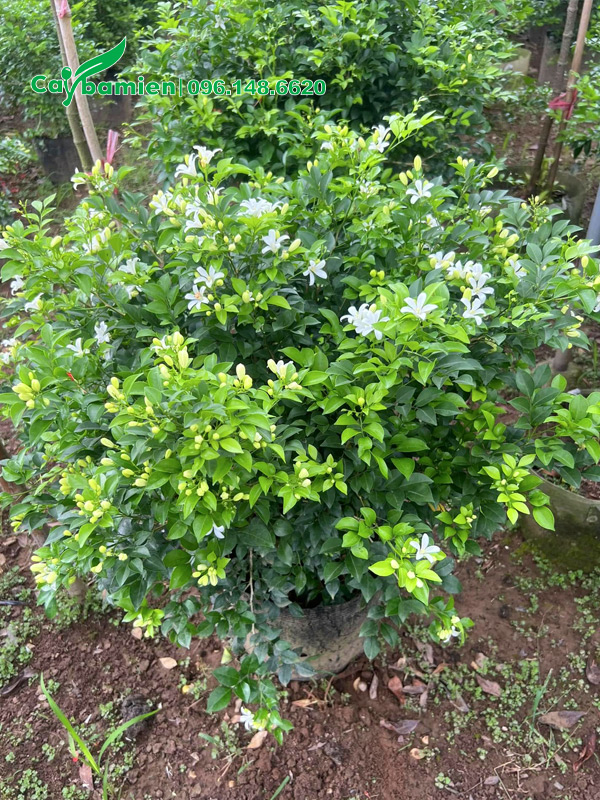 Cây cao 80cm hoa nở nhiều và đẹp