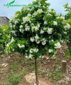 Cây Nguyệt Quế nở hoa đẹp, thoát thân 60cm