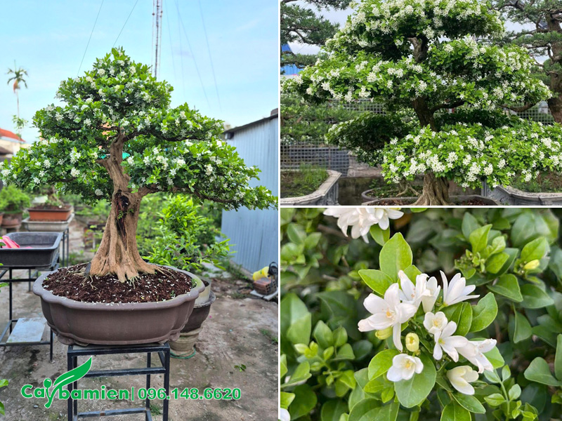 Cây Nguyệt Quế bonsai tán tầng hoa đang nở siêu đẹp