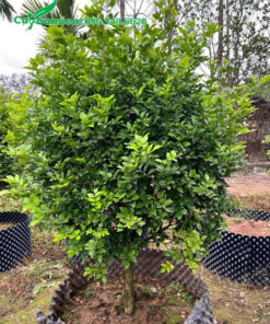 Vườn dưỡng ủ số lượng lớn cây Nguyệt Quế cao 1m