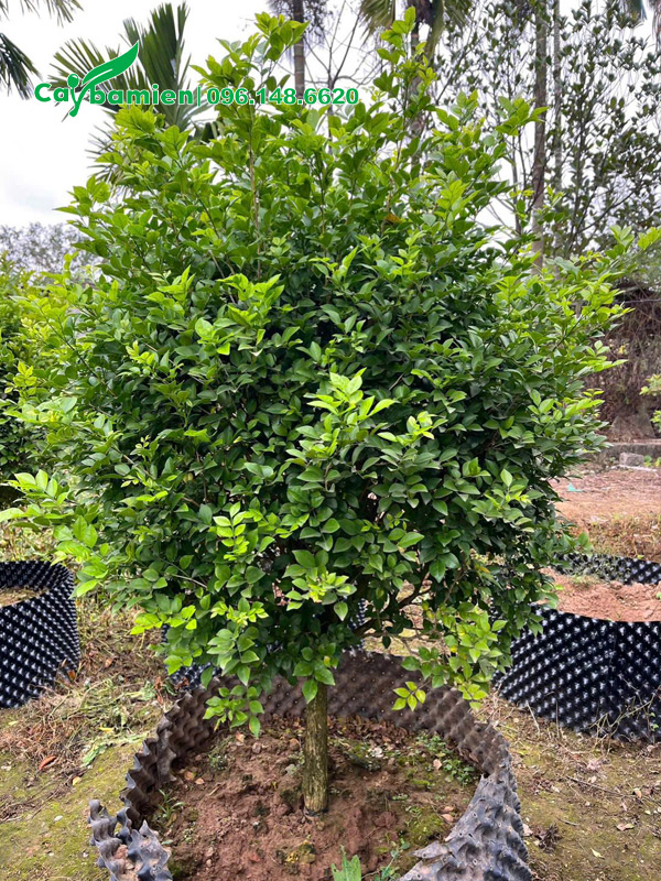 Vườn dưỡng ủ số lượng lớn cây Nguyệt Quế cao 1m
