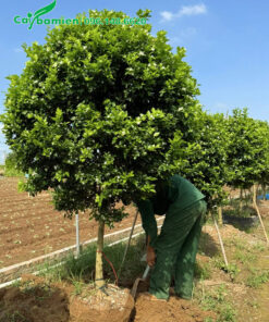 Công nhân đang tiến hành bứng bầu cây cao 2m, thoát thân gần 1m