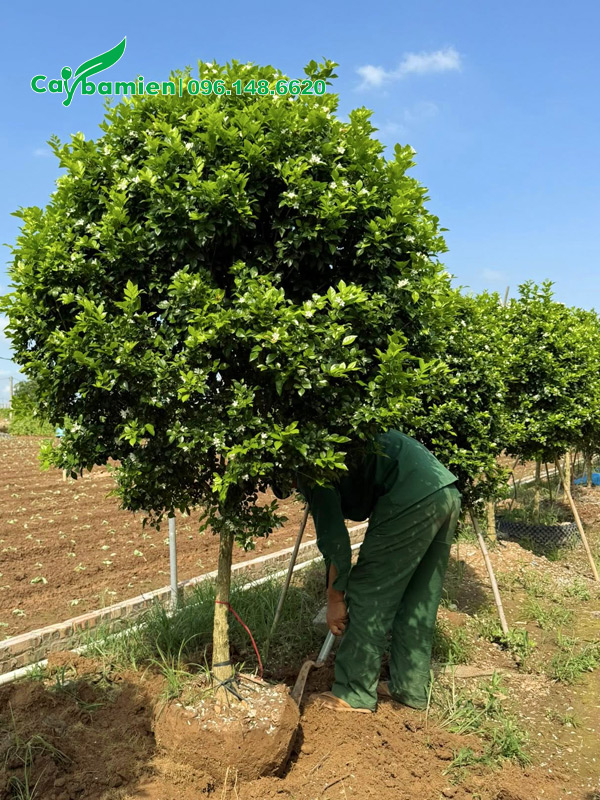 Công nhân đang tiến hành bứng bầu cây cao 2m, thoát thân gần 1m