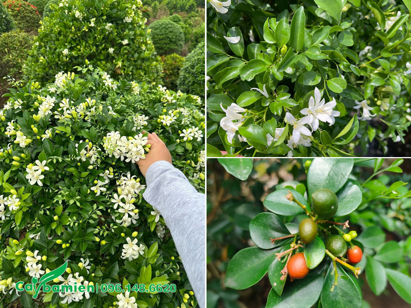 Dùng hoa, lá và quả cây Nguyệt Quế để làm dược liệu chữa bệnh