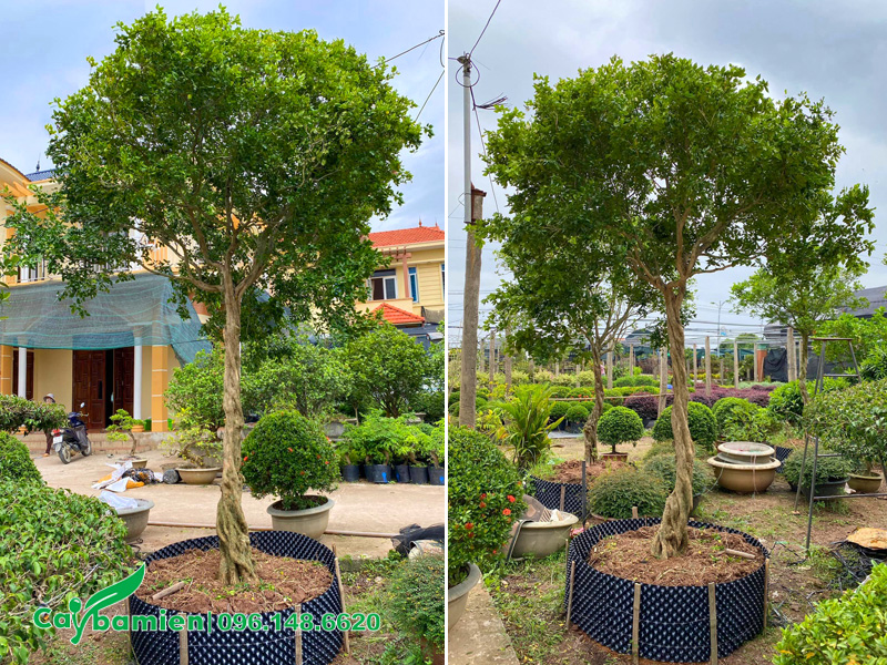 Cây Nguyệt Quế thân xoắn thoát thân hơn 1m