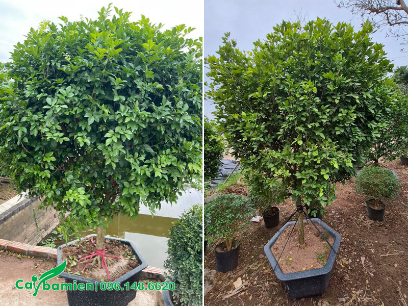 Cây Nguyệt Quế trồng sẵn trong chậu, thoát thân 70cm