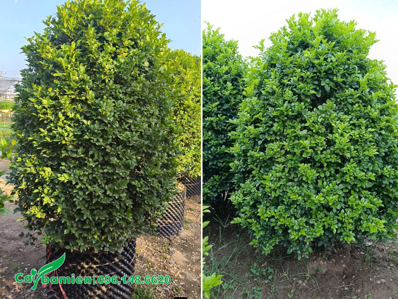 Hàng cây hoa Nguyệt Quế tán tháp, đường kính 1m2, chiều cao gần 2m