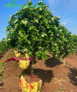 Đánh bầu cây hoa Nguyệt Quế lá lớn