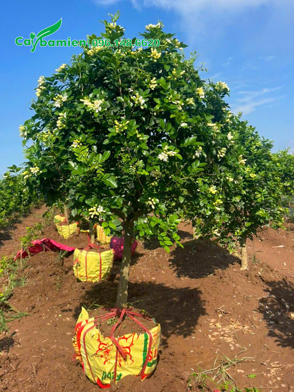 Đánh bầu cây hoa Nguyệt Quế lá lớn