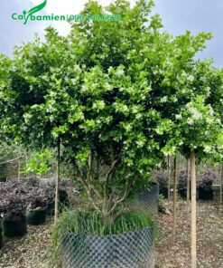 Cây Nguyệt Quế lâu năm thân bụi đẹp