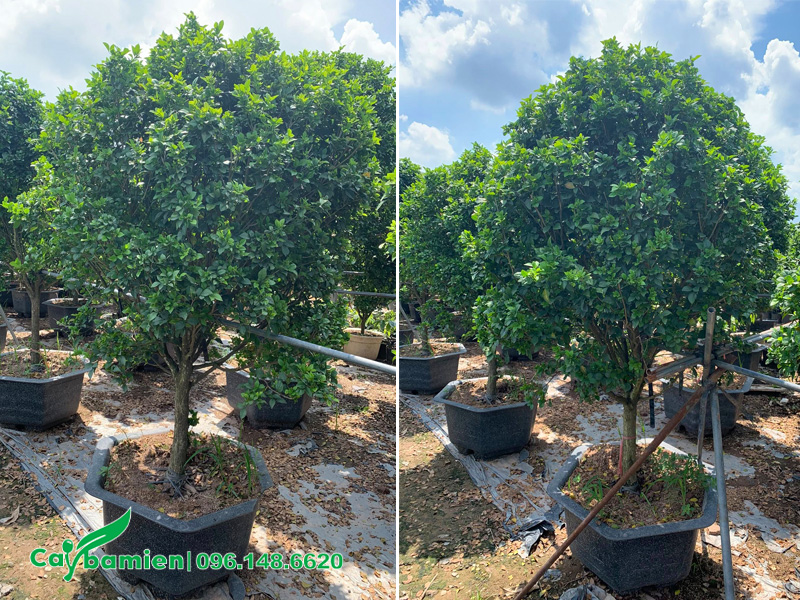 Vườn cây Nguyệt Quế lâu năm đã trồng sẵn trong chậu, chiều cao cây khoảng 2m