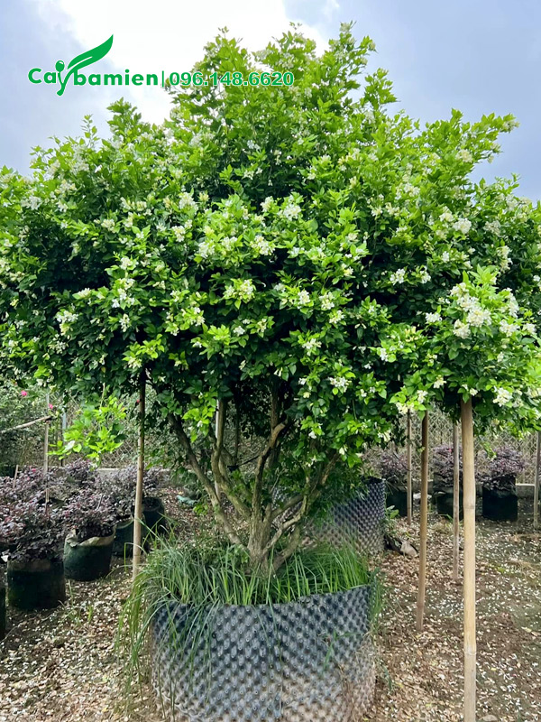 Cây Nguyệt Quế lâu năm thân bụi đẹp