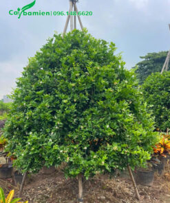 Cây mới dâm ủ, chống cọc bằng nứa