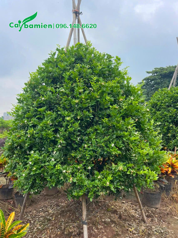 Cây mới dâm ủ, chống cọc bằng nứa