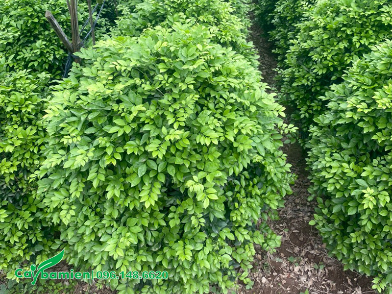 Vườn cây Nguyệt Quế tán tròn đường kính tán 50 - 60cm
