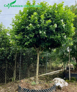 Cây hoa Nguyệt Quế dâm ủ trong bầu nổi