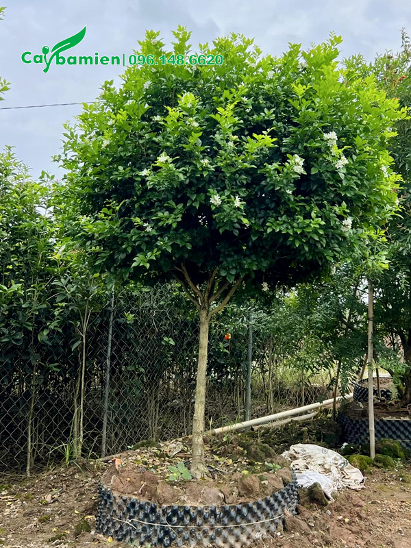 Cây hoa Nguyệt Quế dâm ủ trong bầu nổi