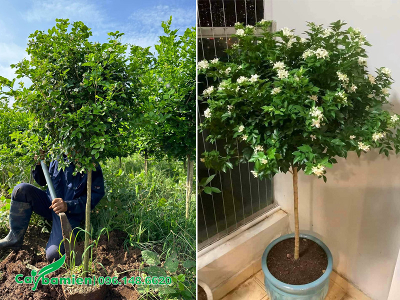 Trồng cây Nguyệt Quế ở ban công chung cư, chiều cao khoảng 1m