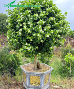 Chậu Nguyệt Quế đẹp, tán tròn xoe, sẵn hoa