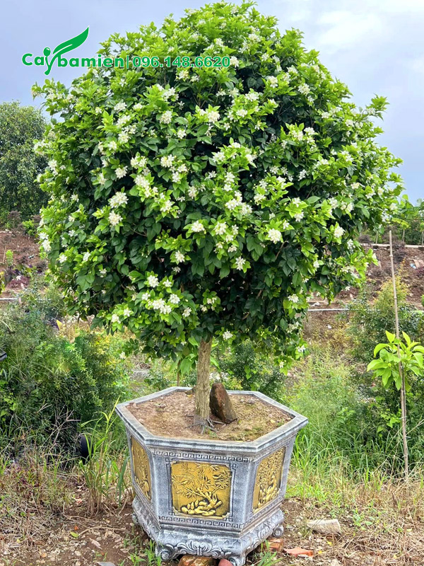 Chậu Nguyệt Quế đẹp, tán tròn xoe, sẵn hoa