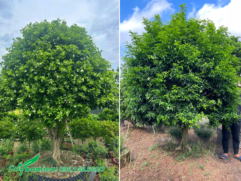 Cây Hoa Nguyệt Quế cổ thụ đường kính gốc trên 10cm