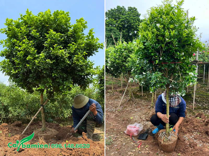 Bứng bầu cây Nguyệt Quế thoát thân cao 80cm